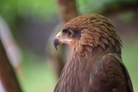 Black Kiteの写真素材