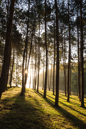 Pine forest in the morning sunriseの写真素材