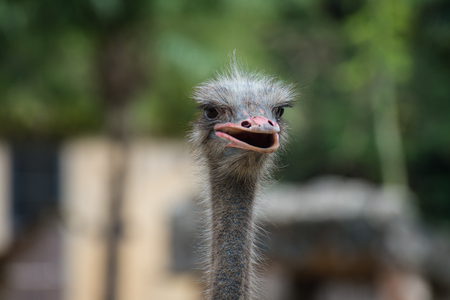 Ostrich head shotの写真素材