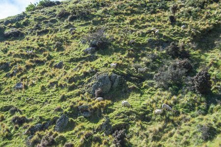 Sheep over the mountain and rockの写真素材