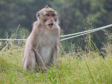 MONKEY AT DELES CENTRAL JAVA
