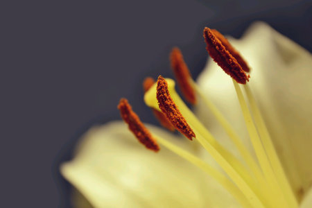 The Stamen Of The Lilies