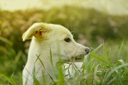 Puppy on the grassの素材