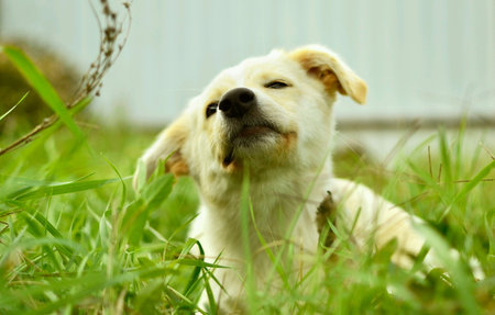 Puppy itchesの素材