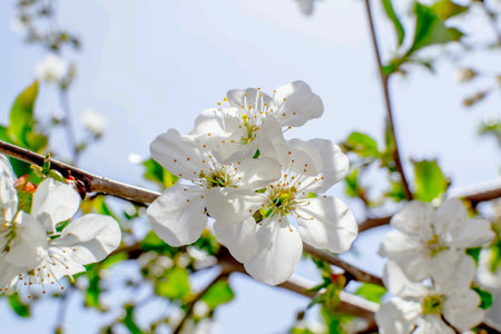 Sun shines through the blooming cherry