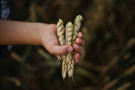 a child's hand holds wheat earsの写真素材