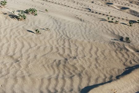 Full frame shot. Close up sand texture on beach in summer.の写真素材