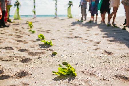 Registration of a wedding ceremony on the beach. Guests are waiting for the beginning.の写真素材