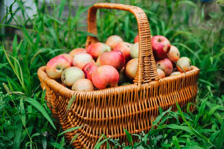 Freshly picked apples in the wooden basket on green grass.の写真素材