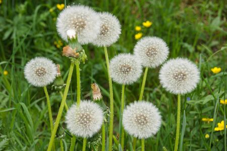 Dandelions on the green grass.の写真素材