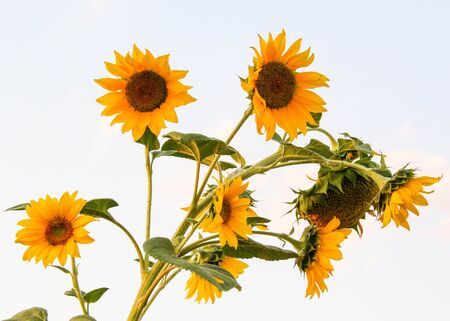 Beautiful sunflowers against the sky.の写真素材