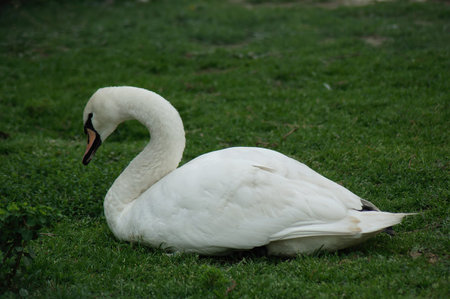 Swan, Natural Lifeの写真素材