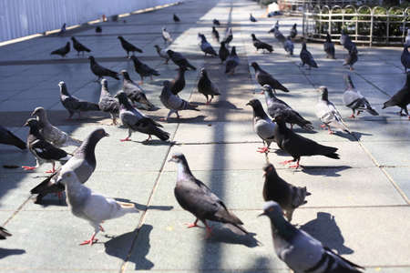 Pigeon on the groundの写真素材