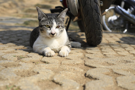 Pussy cat