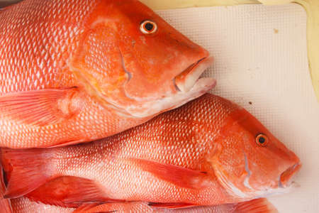 Large red snapper on the floor of the boatの写真素材