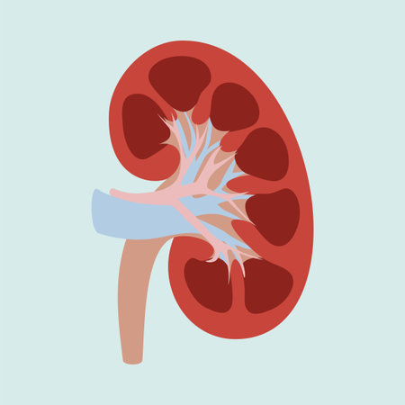 Human kidney anatomy isolated on light green