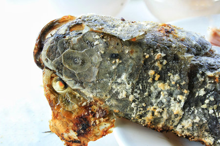 Salt-Crusted striped snakehead fish, Thailand