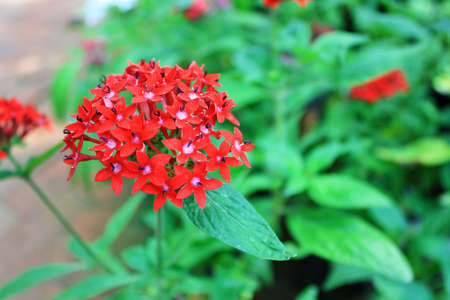 Spike flower, Close up group of red flower spike red leaves.の写真素材
