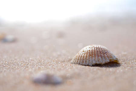 Shells in the sun on the beach sand. Close-up view.の写真素材