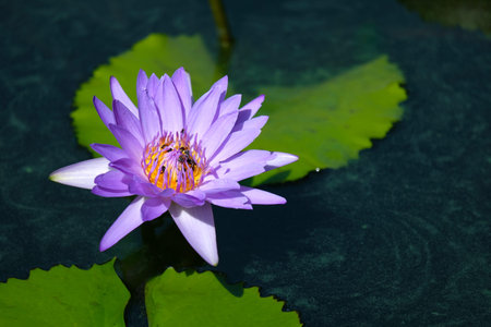 Swarm of insects in lotus pollen and natural pond. Close-up view.の写真素材