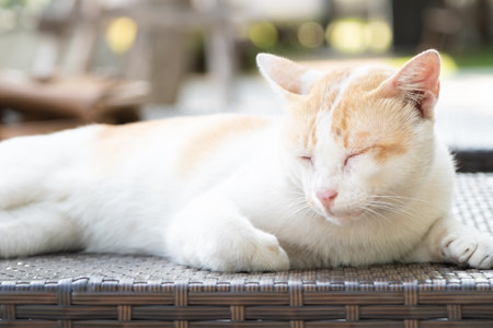 tabby cat lying on the bed. close-up view.の写真素材