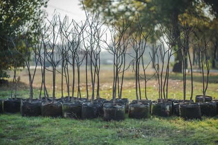 reforestation set of young trees trunks in potsの写真素材