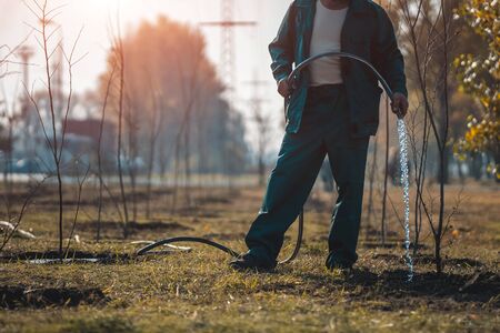 gardener watering young trees in summer gardenの写真素材