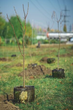 planting new trees with gardening tools in green parkの写真素材