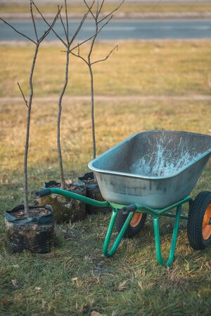 planting new trees with gardening tools in green parkの写真素材