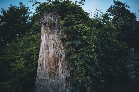 old dry dead tree in green foliage