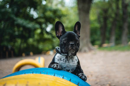 young playful french bulldog dog play in summer parkの写真素材