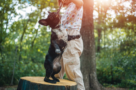 girl play with cute little frenchie bulldog puppy in park at summer dayの写真素材