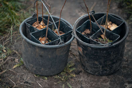 reforestation set of young trees trunks in potsの写真素材