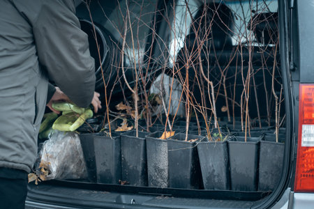 reforestation set of young trees trunks in potsの写真素材