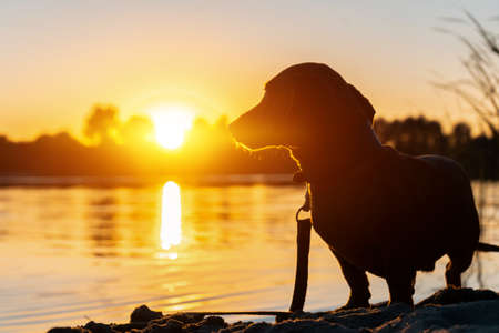 silhouette of funny domestic pet dog or dachshund on river beach at sunsetの写真素材