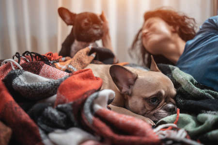 female and couple cute french bulldog dogs resting or playing on bed at homeの写真素材