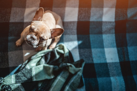top view of french bulldog dog sitting on sofa with plaid at home and looking upの写真素材