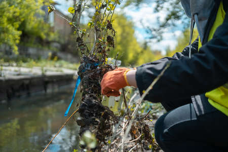 volunteer female cleaning up park and tree from plastic litter with garbage bagの写真素材
