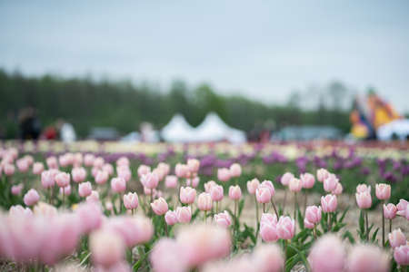 beautiful multicolored vivid blossoms of flowers on Netherlands tulip festの写真素材