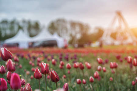 beautiful multicolored vivid blossoms of flowers on Netherlands tulip festの写真素材