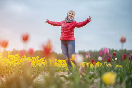 senior woman walking by vivid blossoms of flowers on Netherlands tulip festの写真素材