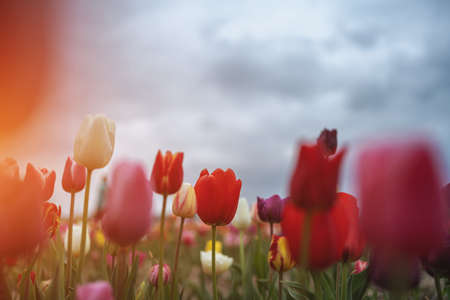 beautiful multicolored vivid blossoms of flowers on Netherlands tulip festの写真素材