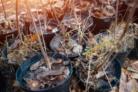 reforestation or set of young trees trunks in pots for planting in fallの写真素材