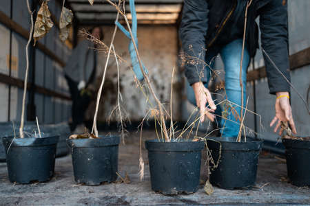 reforestation or male hand take set of young trees sapling in pots for plantingの写真素材