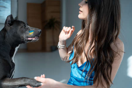 young ukrainian beautiful female play with staffordshire terrier dog at hoeの写真素材