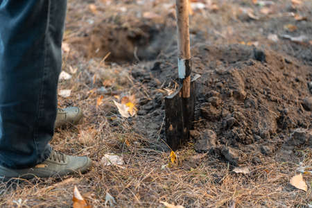 planting new trees with gardening tools or man with shovel digging groundの写真素材