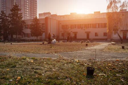 reforestation or volunteers planting young trees in city at sunsetの写真素材