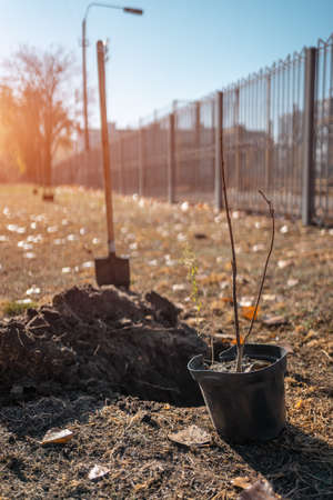 young tree sapling in pot for planting outdoor to preserve environmentの写真素材