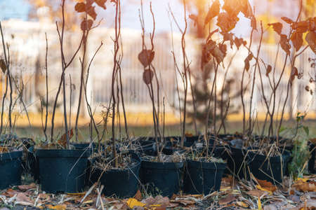 reforestation or set of young trees trunks in pots for planting in fallの写真素材