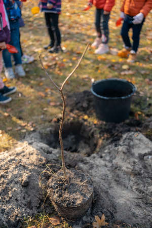 afforestation or children learn or help to planting tree sapling outdoorの写真素材